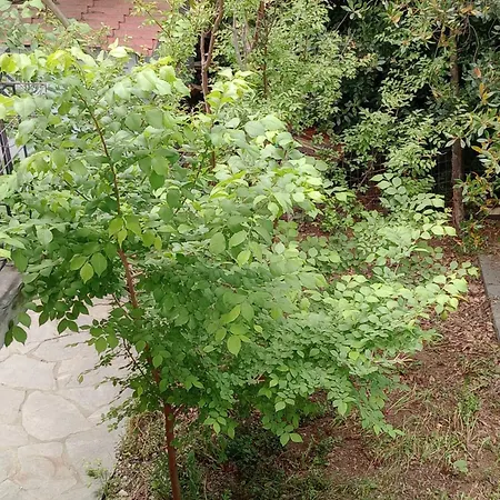 Apartament Christos Asvestochori