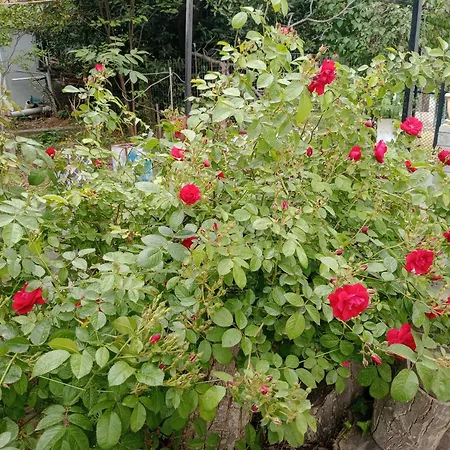 Christos ιιι 公寓 *