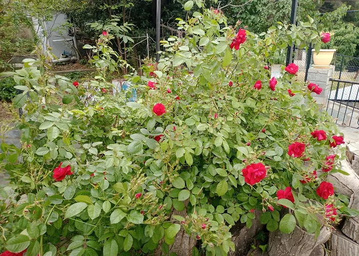 Christos ιιι Daire *