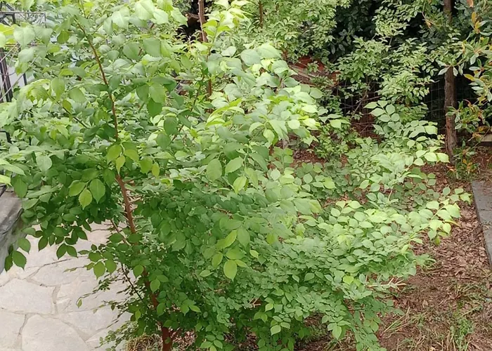 Appartement Christos ιιι Asvestochori